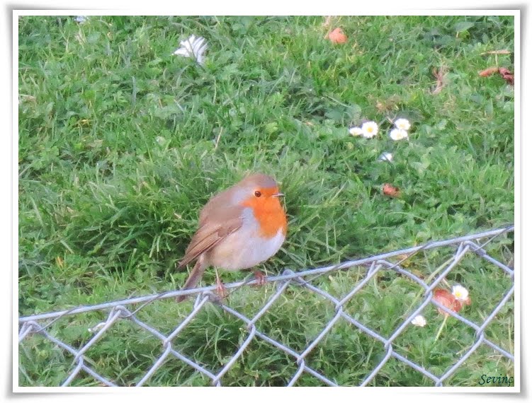 glutensiz kek arda nın mutfağı