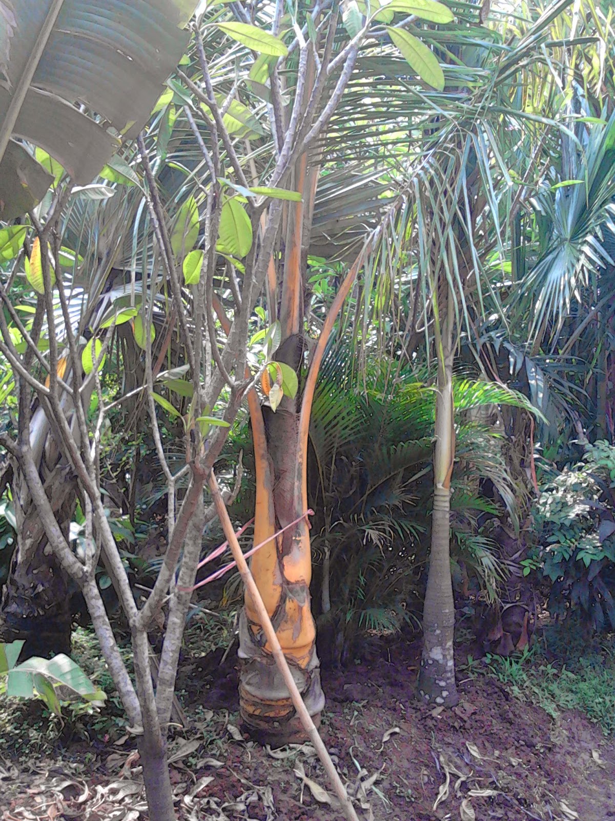 Pohon kelapa gading | kelapa kuning | kelapa hijau | kelapa bonsai | suplier tanaman | jasa pembuatan taman