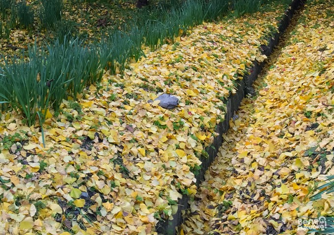Feuilles de ginkgo Feuilles de ginkgo