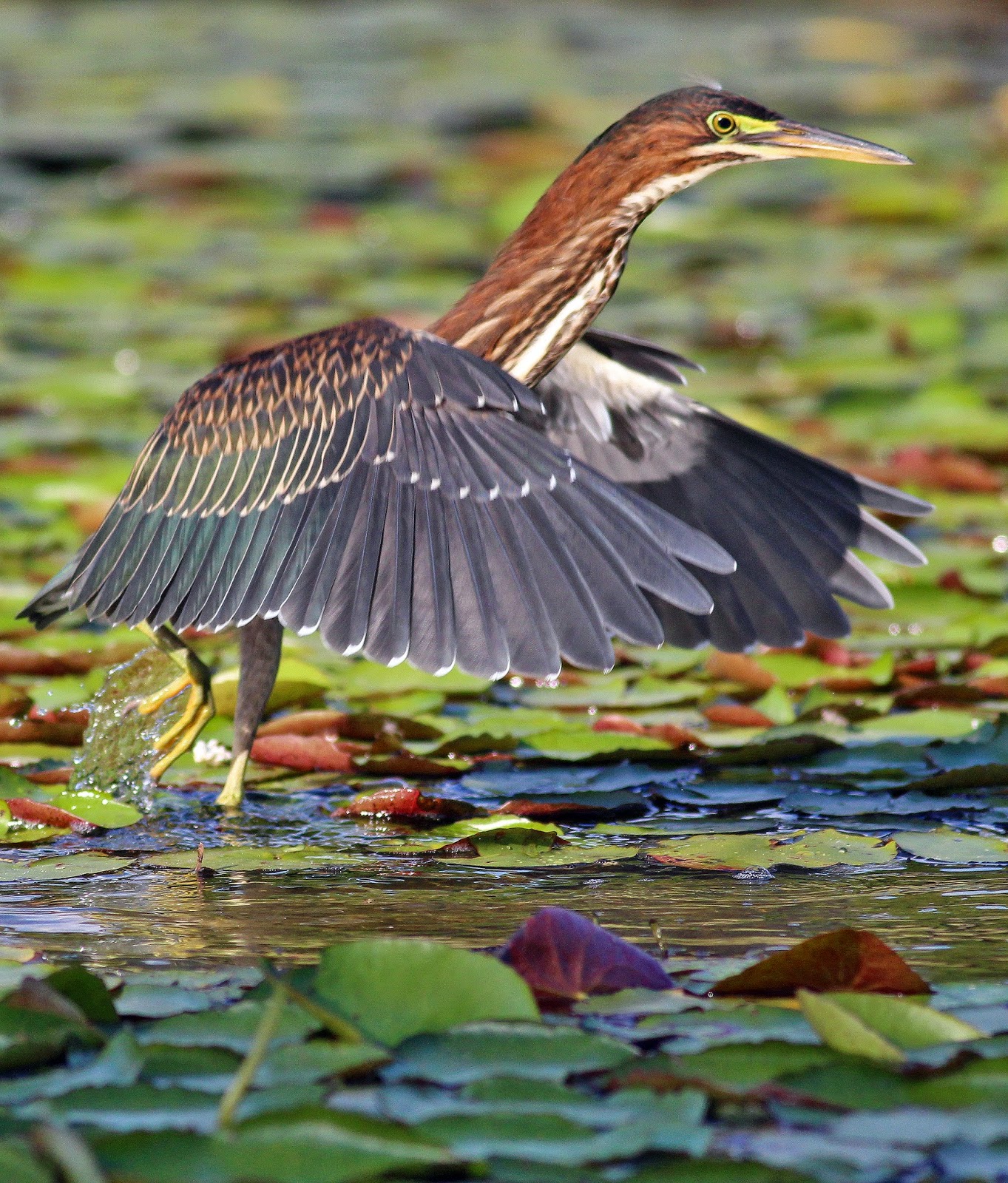 Green Heron Making Itself At Home Along >> Dallas Trinity Trails Green Herons Hunting The Trinity Riverbottoms Green Heron Making Itself At Home Along >> Dallas Trinity Trails Green Herons Hunting The Trinity Riverbottoms