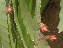 cactus orquidea vermelha em botão