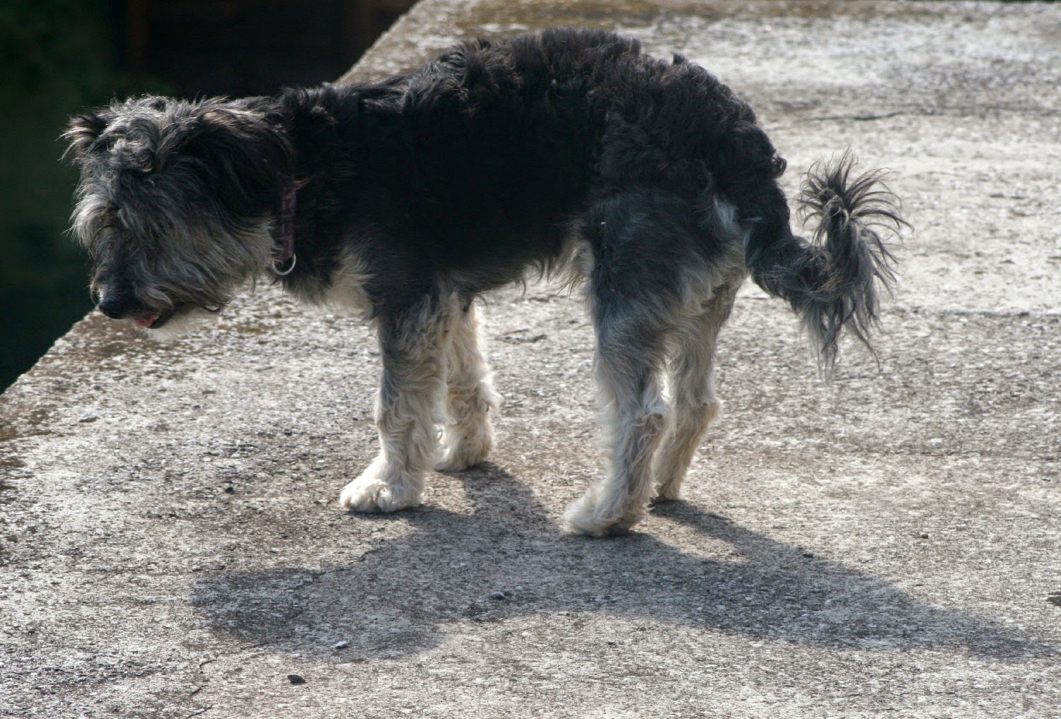 Ralf checking out below Ralf checking out below