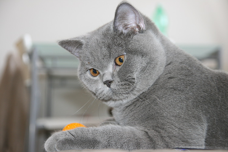 Все о кошке на английском языке с переводом 6 класс Все о кошке на английском языке с переводом 6 класс