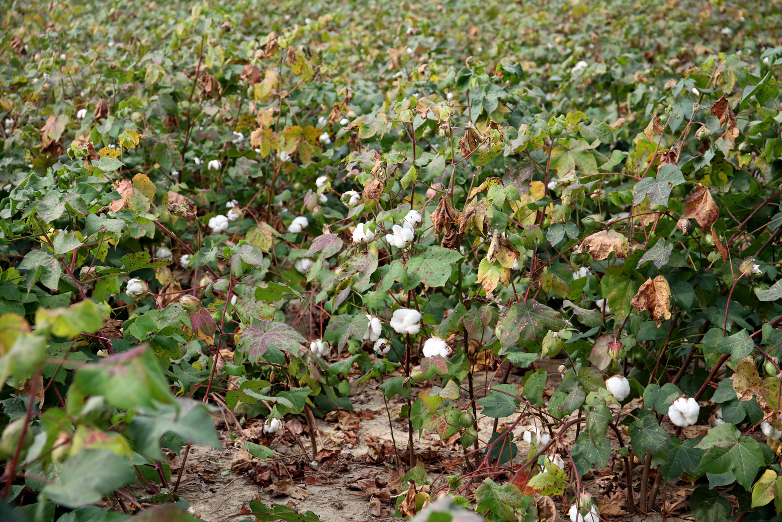 Southern Lagniappe The Joys of a Cotton Patch