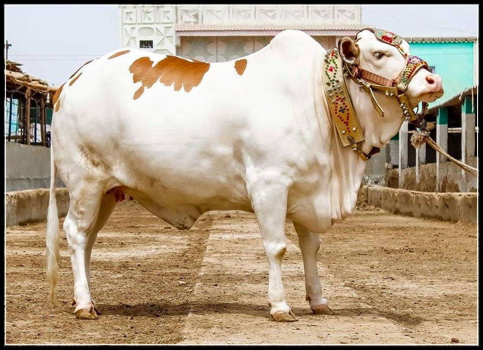 COW+MANDI+Karachi , Cow Mandi photos, Cow Mandi videos, Cow Mandi karachi, Cow Mandi ...
