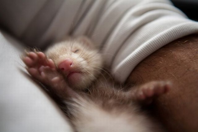 Beautiful+%2526+Cute+Photos+Of+Ferrets+%25287%2529.jpg