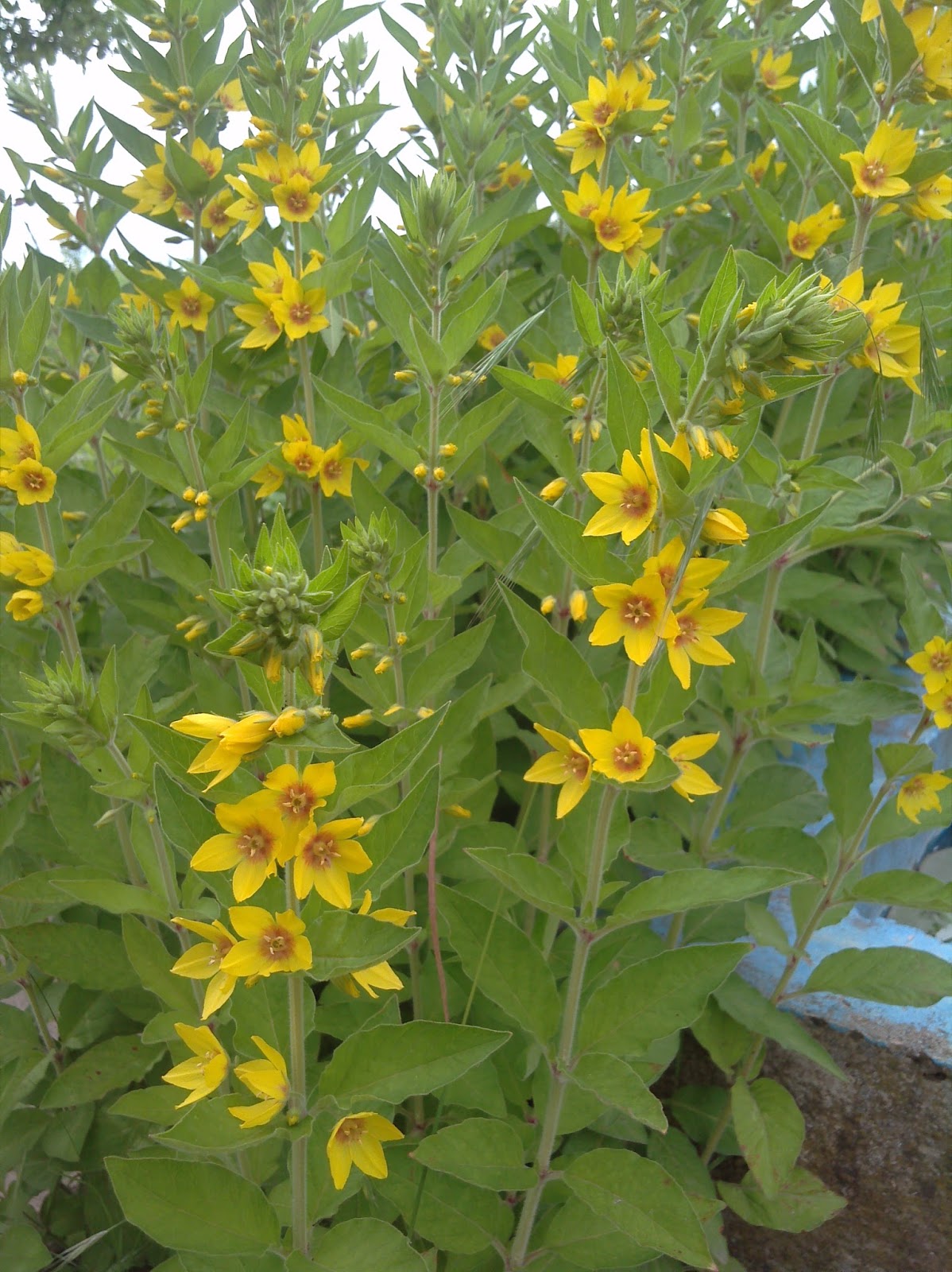 Der Meerschweinblog Pflanzvorschlage Fur Aussengehege I