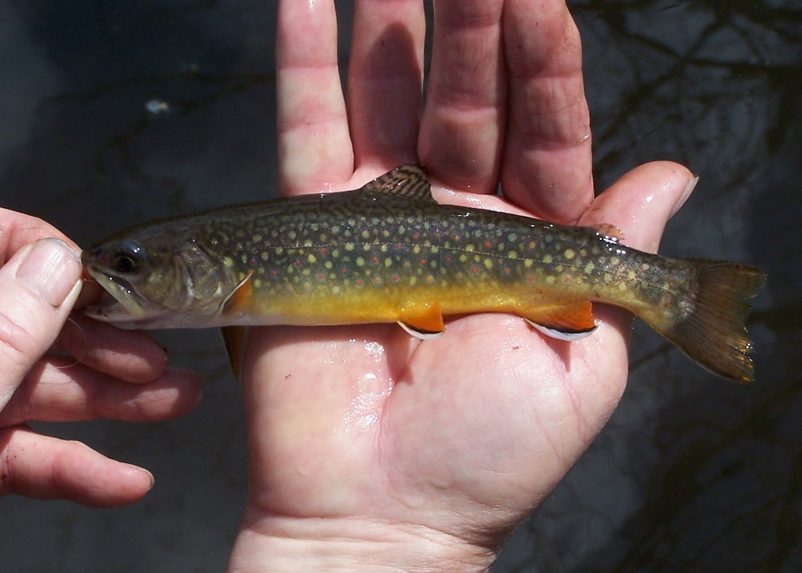 Vermont Fly Fishing Vermont Brook Trout Fishing