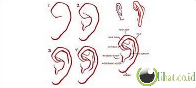Bentuk Telinga Bentuk Telinga