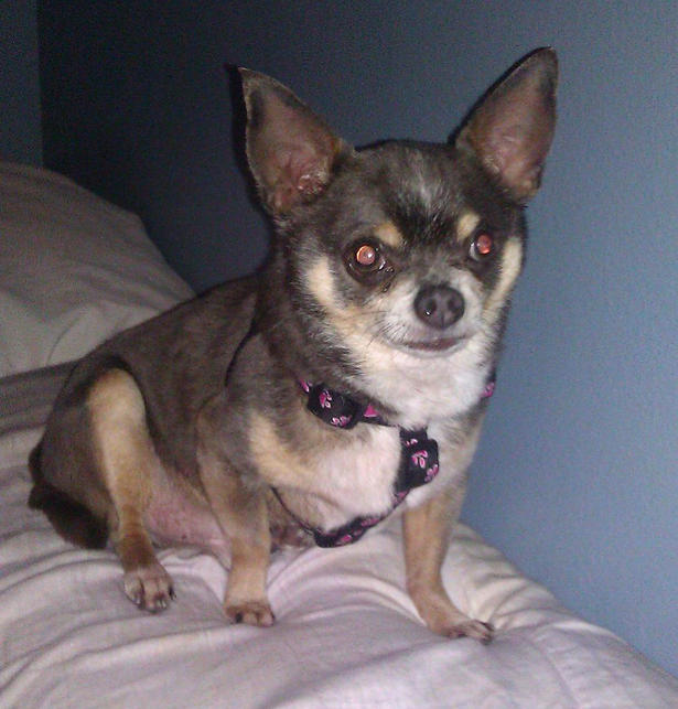 Little Brown Chihuahua