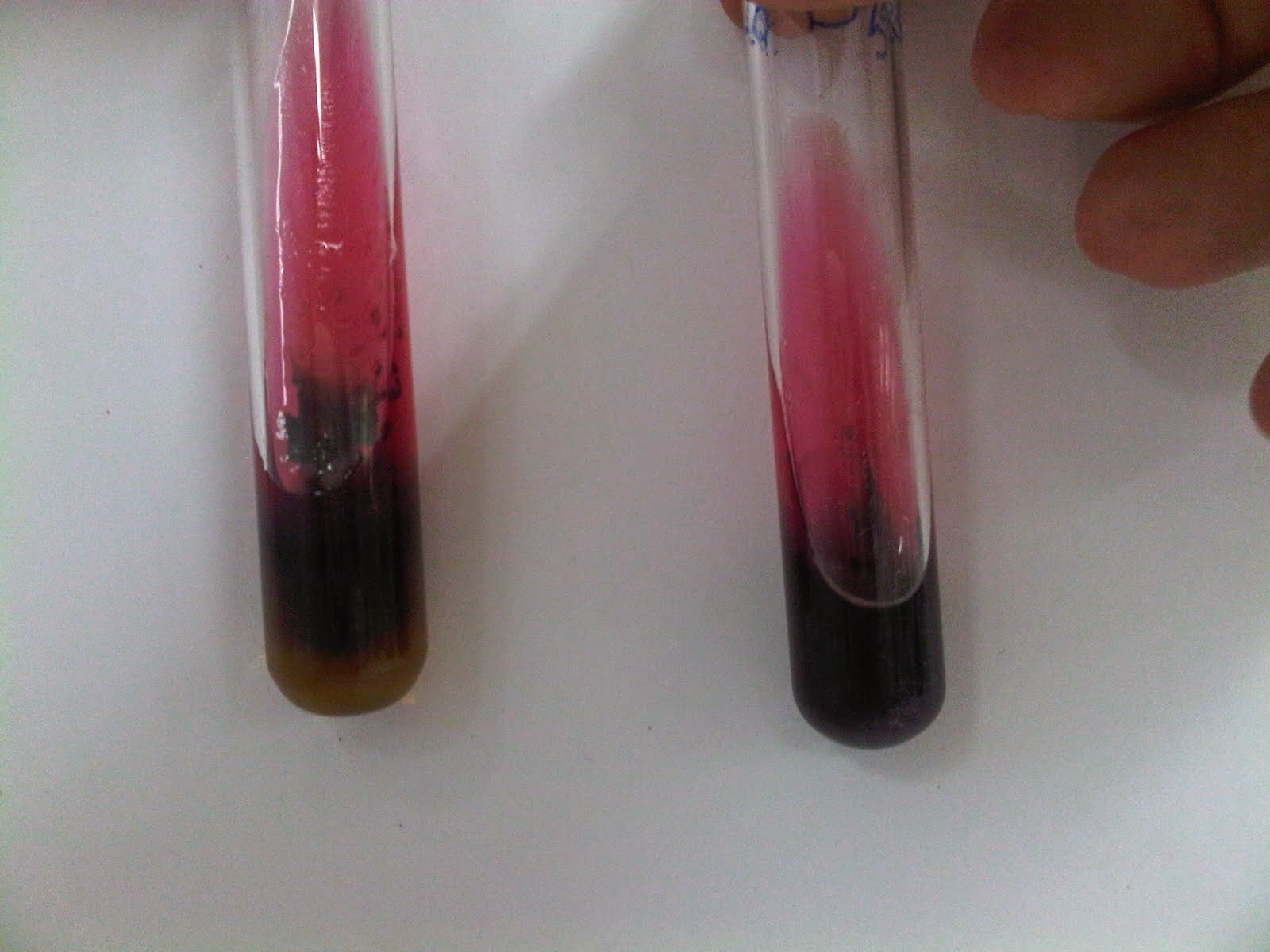 indah jayanti kumalasari Uji Biokimia