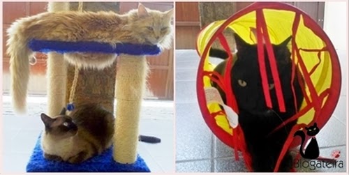 Blogateira: SUSPIROS DA GATEIRA: Gatos Famosos