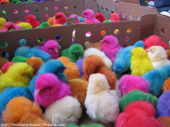 Multi-colored chicken