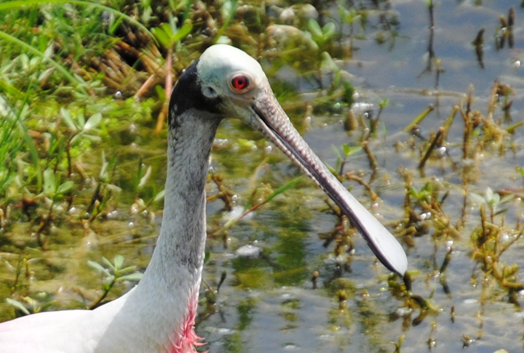 Field Notes and Photos: Roseate Spoonbill (Platalea ajaja), Florida's