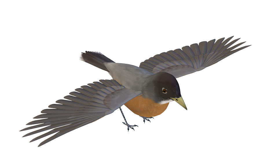 Photoscape Editor Birds PNG Images