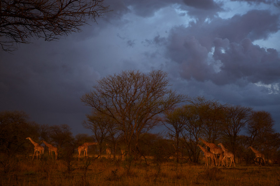 FOTO HOT GAMBAR UNIK POSKOTAK: Foto suasana alam liar di ...
