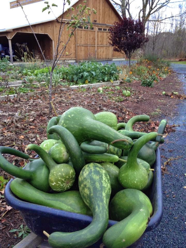 Crow's Nest Primitive Shoppe Gourd Harvest