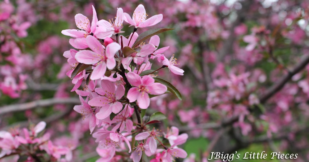 JBigg Life in Kentucky Crab Apple Blooms