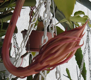 Cactus orquídea Epiphyllum - Dama da Noite branca