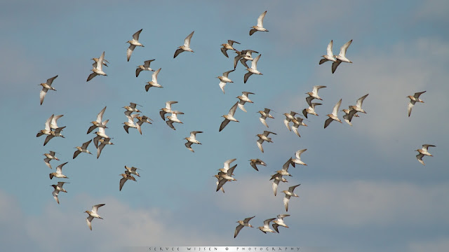 Kemphaan - Ruff - Philomachus pugnax