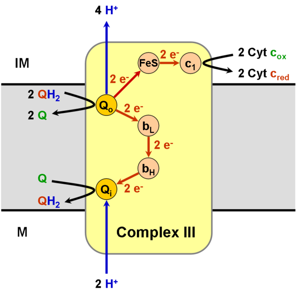 The Trenches of Discovery The human machine biological batteries and motors