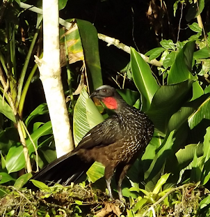 Bichos da Floresta Atlântica