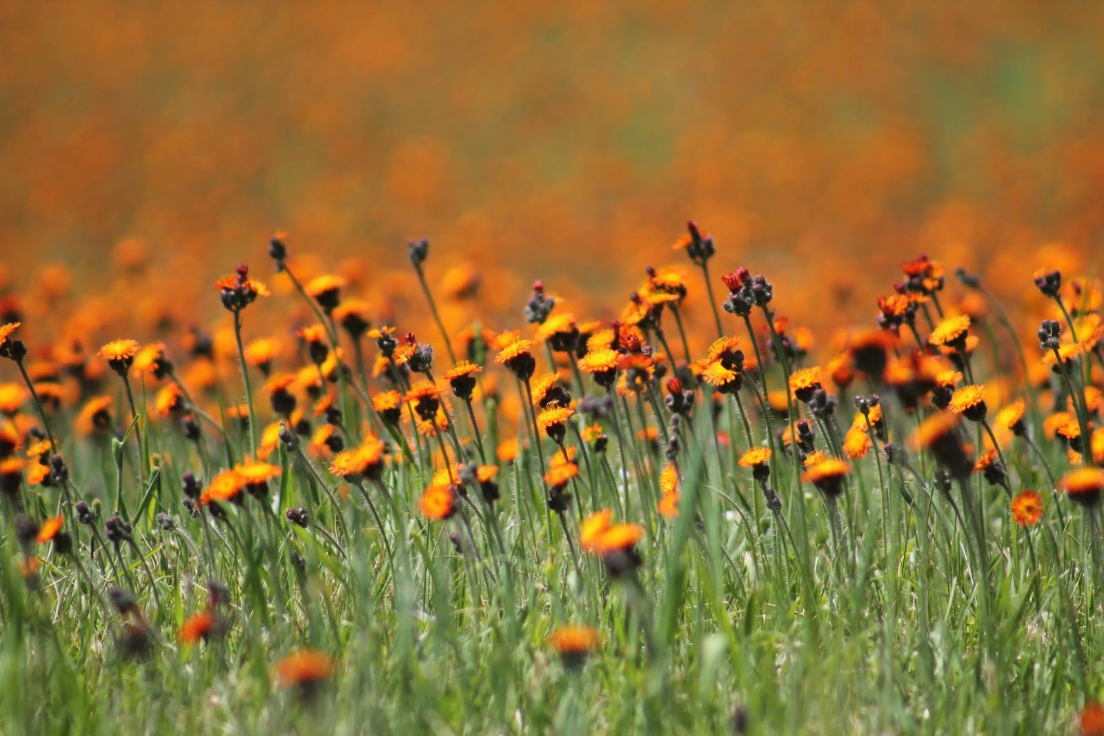Likeness in a Change of Scenery Northern Minnesota Wildflowers