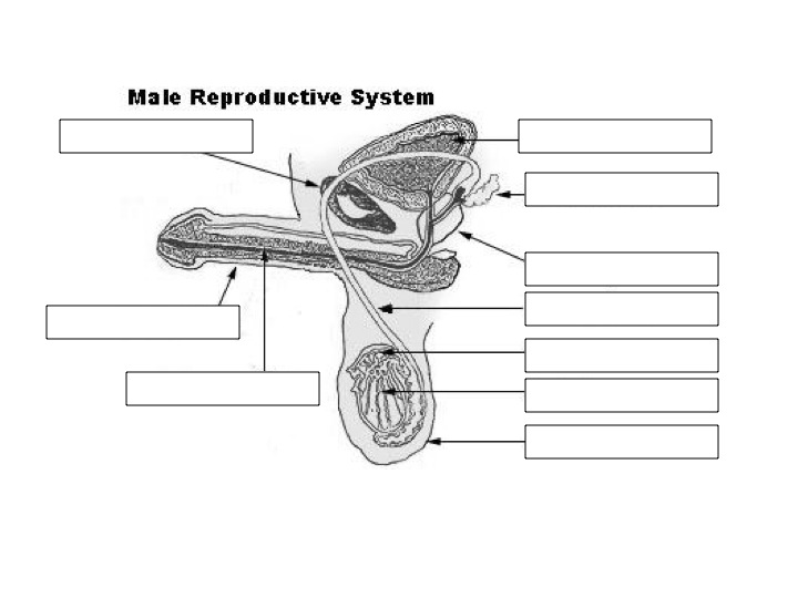 Male Sex Organs Diagram 98