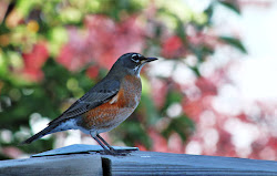 Fall 2020: Robin in Backyard