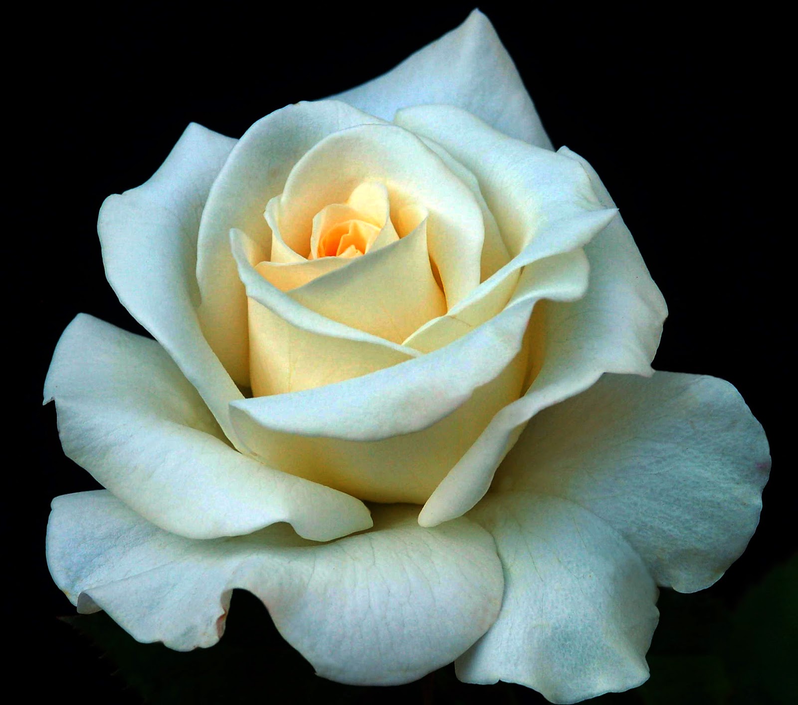 Rose Rose