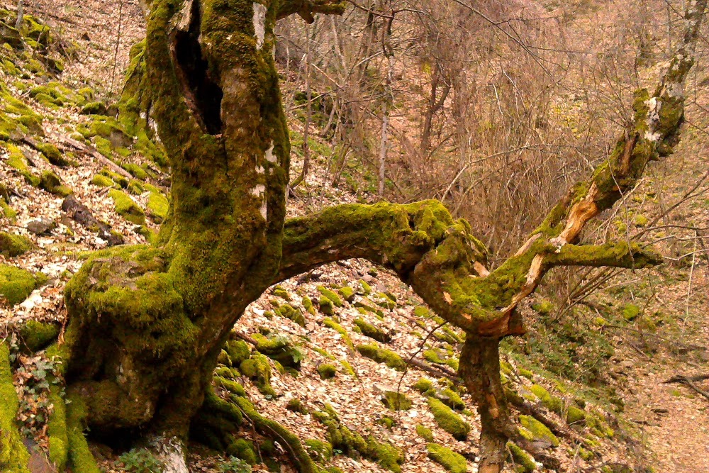 Dead Wood Iordan Hristov