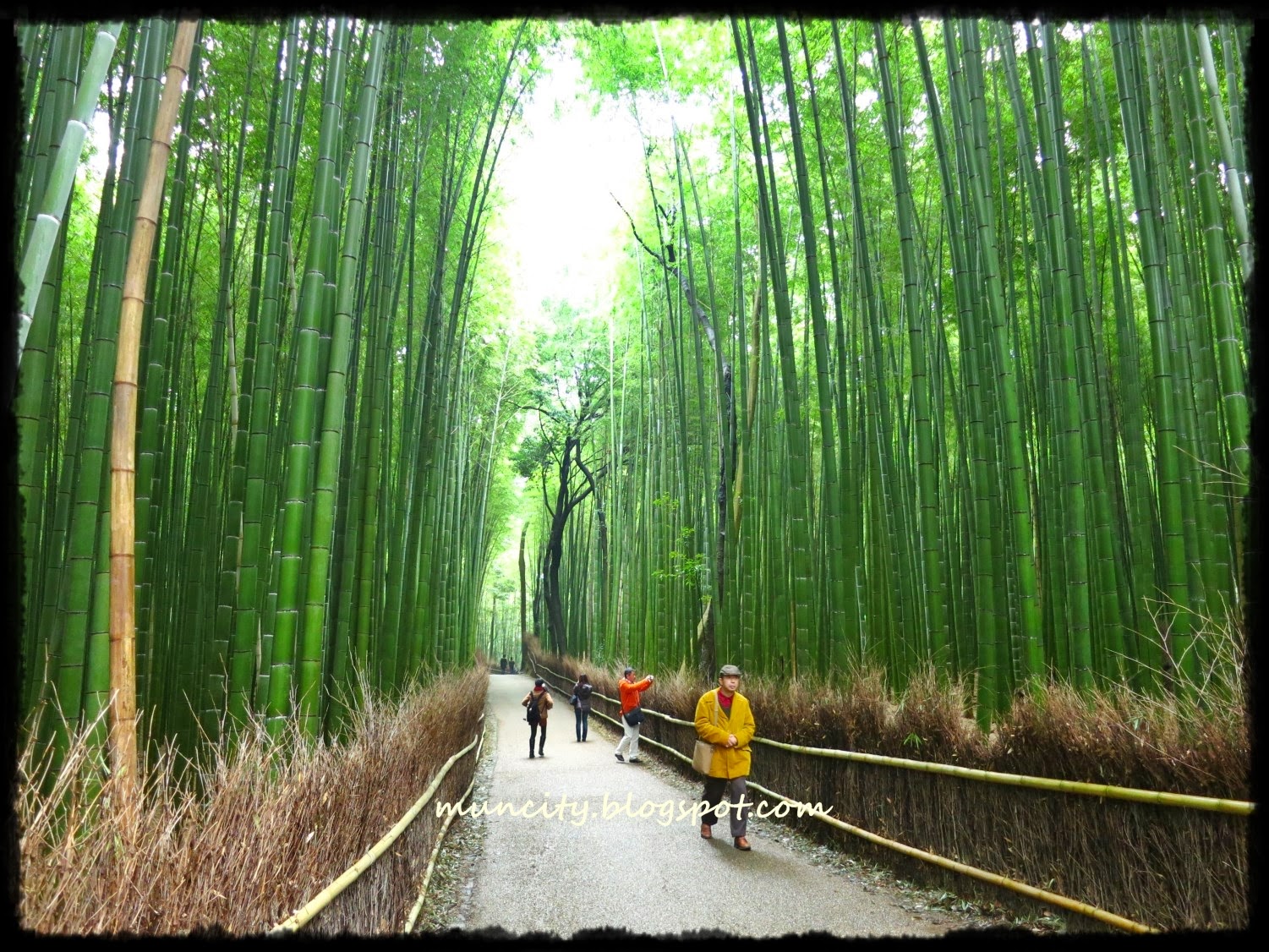 Lalalaland... Kyoto Arashiyama Bamboo Grove