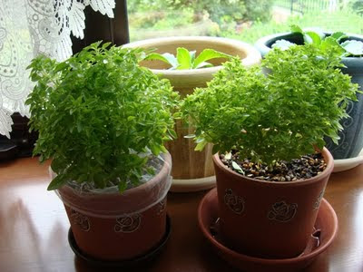 √完了しました! ブッシュ バジル 料理 275956