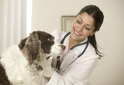 Los veterinarios Aconsejan Los veterinarios Aconsejan