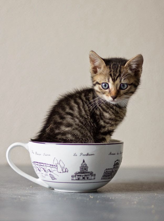 Top 5 Most Adorable Teacup Cats