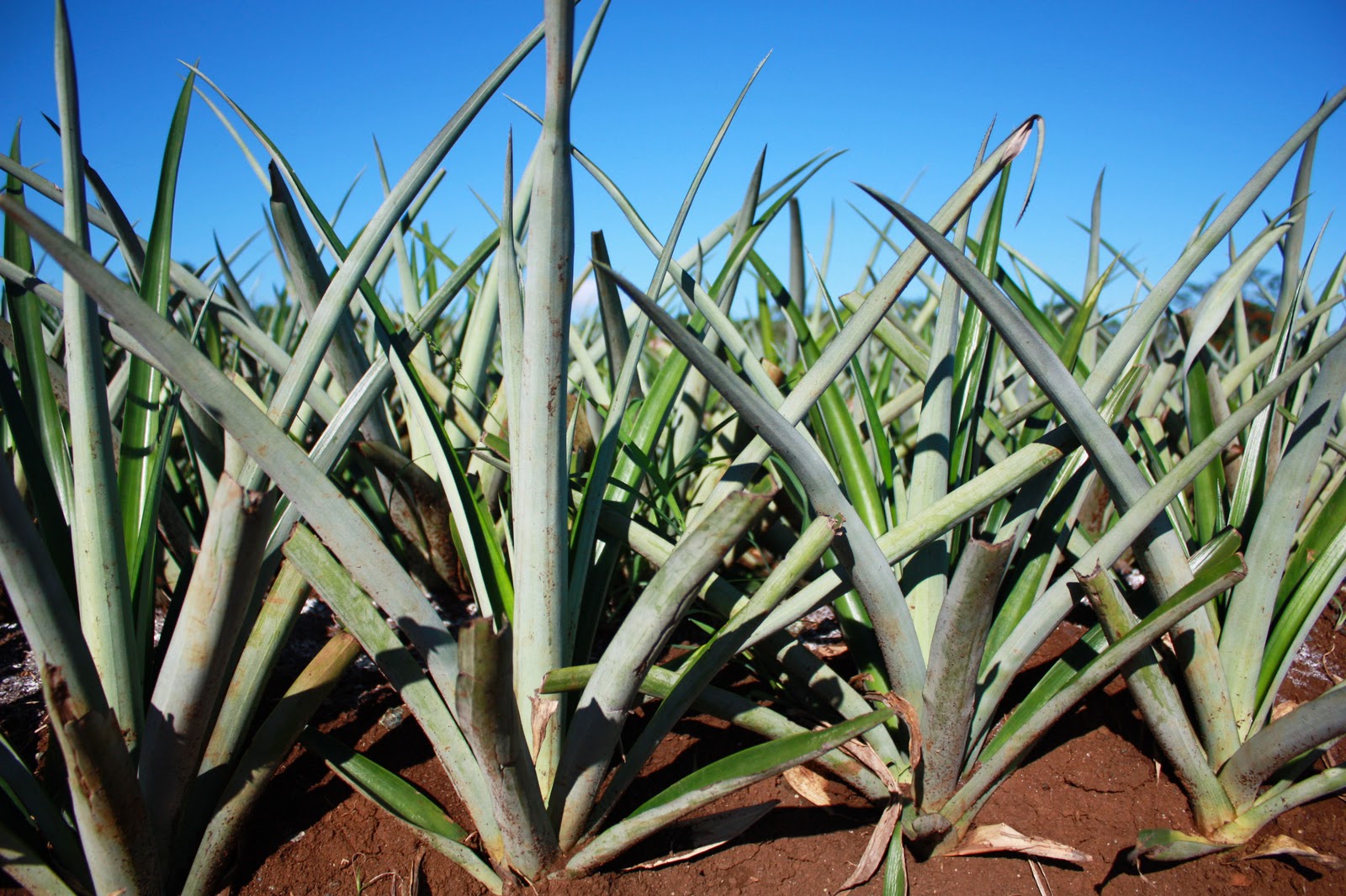 Pineapple Plantation Bukidnon My Paradise Philippines