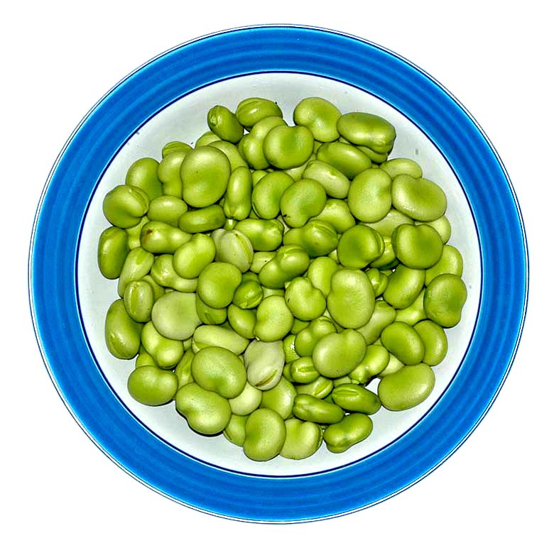 A Digital Botanic Garden Broad bean aka faba bean, Vicia faba, Fabaceae