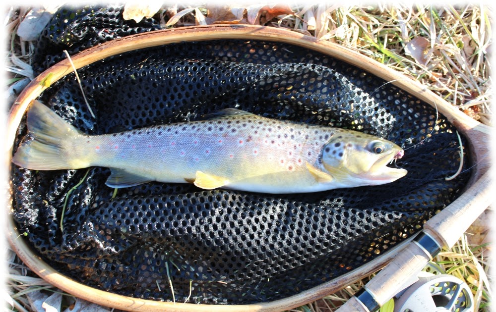 Illinois Wisconsin Fishing trout river, iowa driftless report