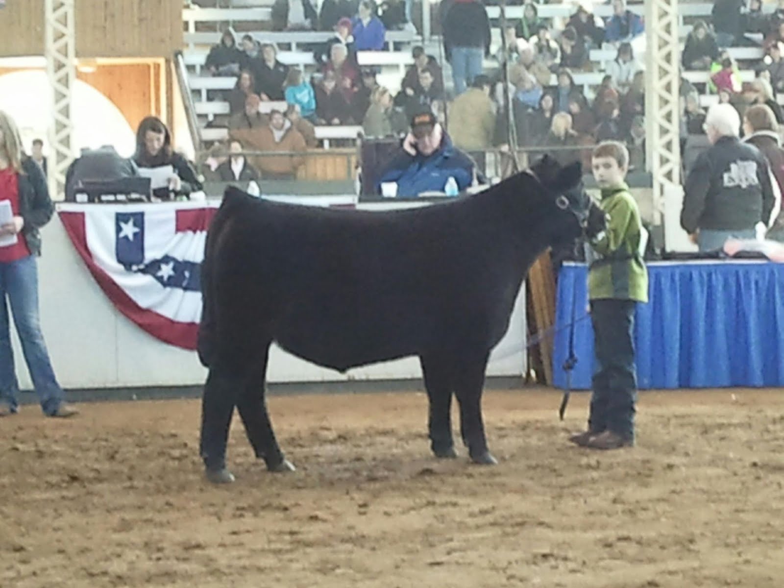 MITTAG Blog Iowa Beef Expo Angus Steers