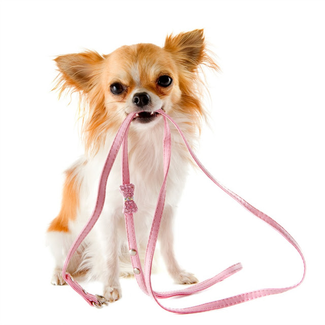 Cute chihuahua holding a leash.