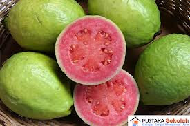 Green Idea Jambu Biji Psidium Guajava