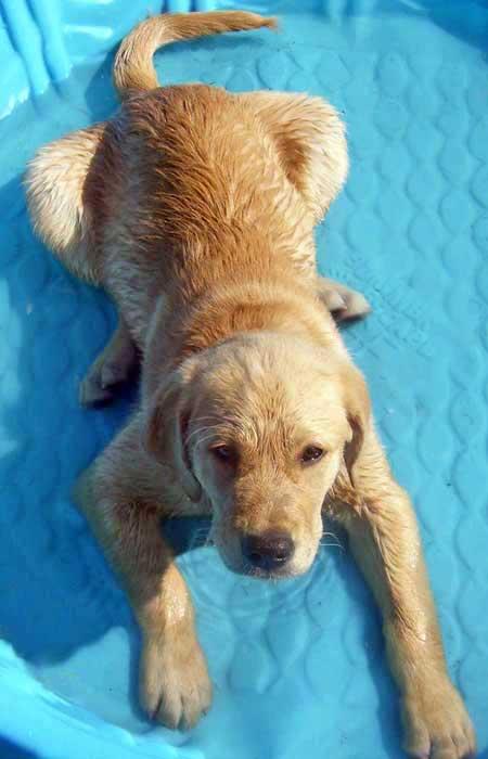 mix golden retriever and labrador retriever labrador golden retriever labrador mix mix golden retriever and labrador retriever labrador golden retriever labrador mix