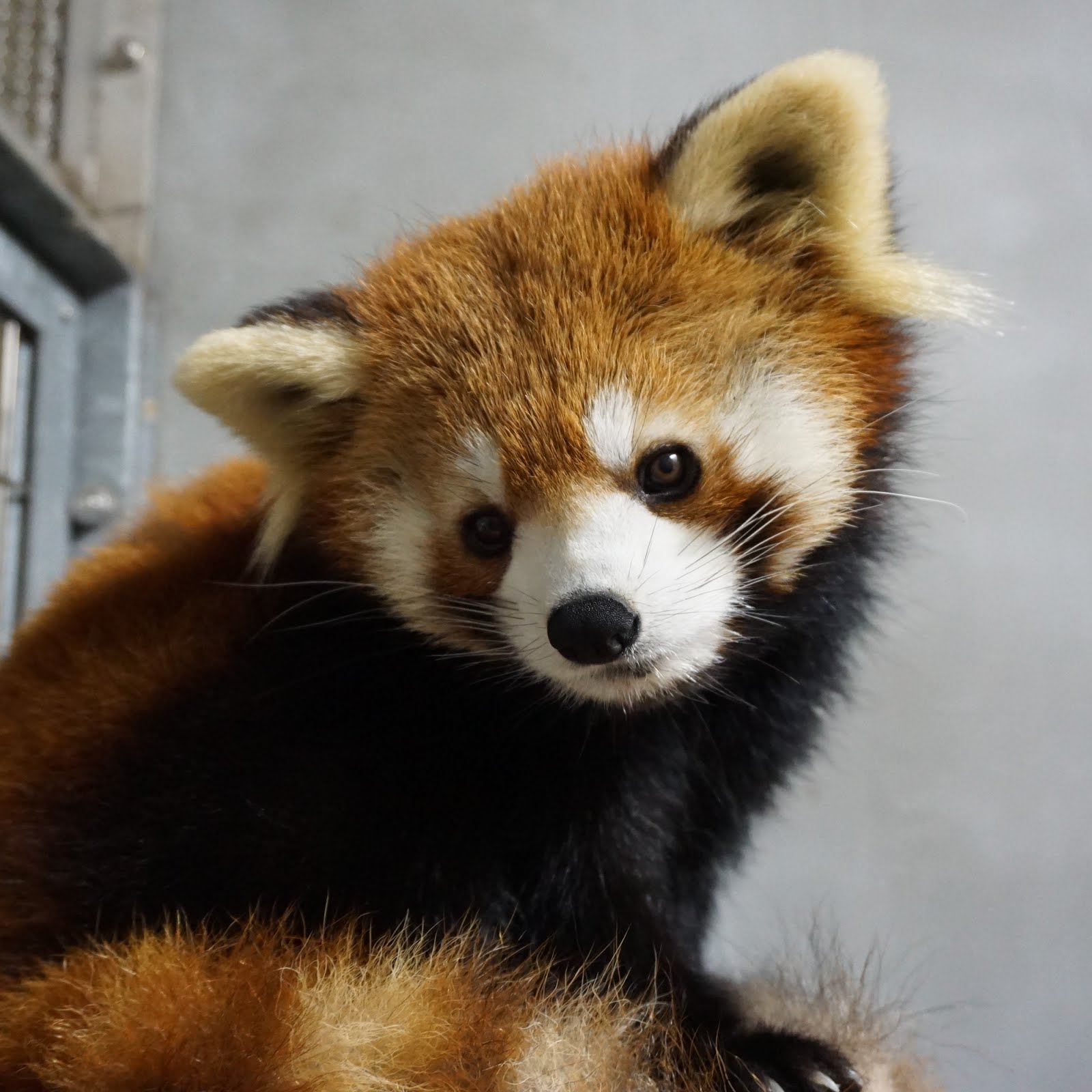 福岡市動物園ブログ レッサーパンダのハルマキ 公開開始しました