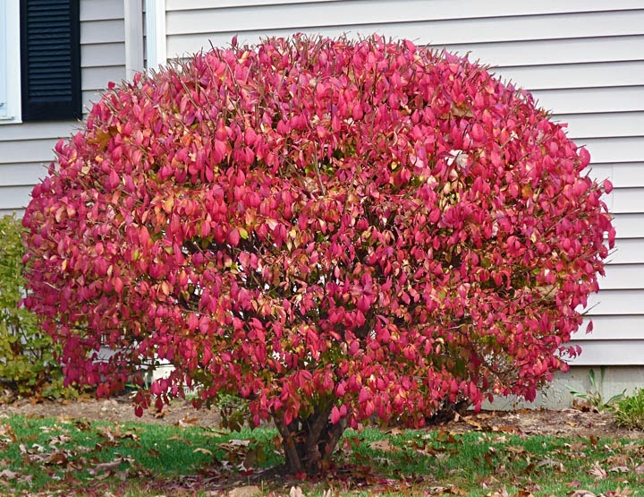 Clay And Limestone It S Time For Burning Bush To Be Extinguished