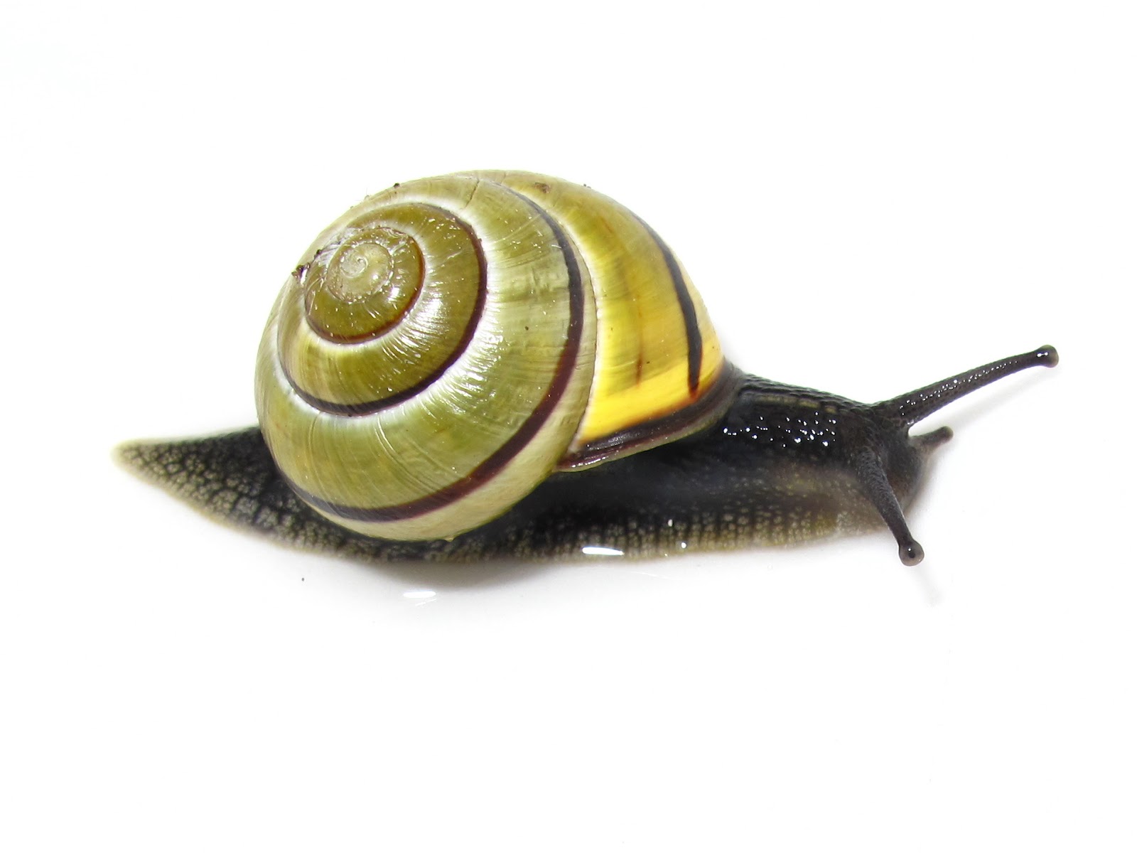 BugBlog Garden Snail Parade