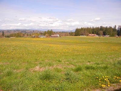 YELLOW FLOWERS AND CAR