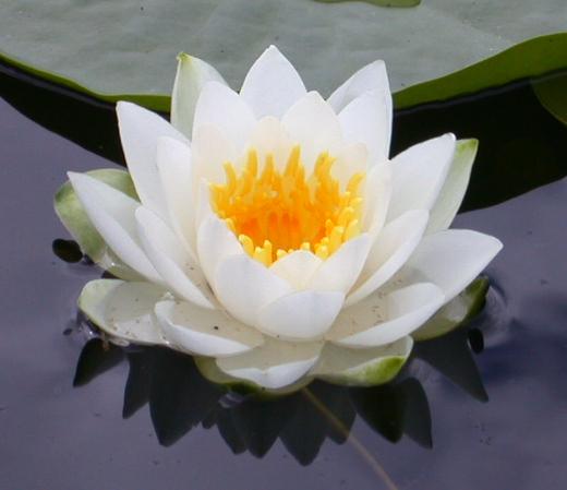 La Flor de loto - Centro Anacerh