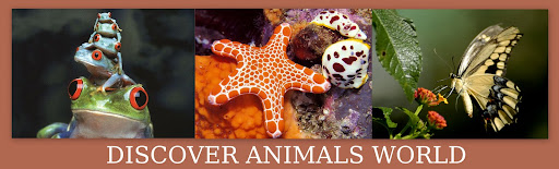 Discover animals world