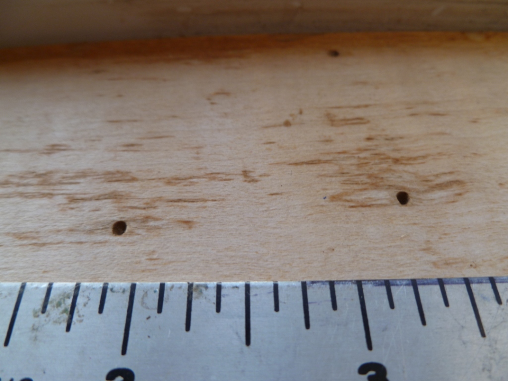 Tiny Red Bugs On Window Sill submited images.