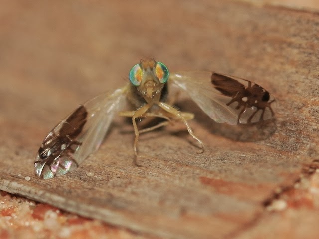 http://sploid.gizmodo.com/this-amazing-fruit-fly-evolved-to-have-pictures-of-ants-1461247226